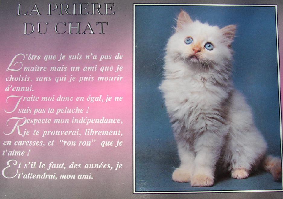 La Priere Du Chat